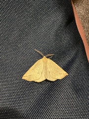 Neoterpes edwardsata