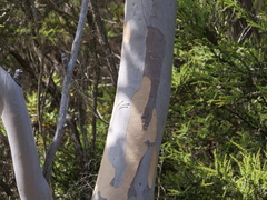 Eucalyptus megacarpa
