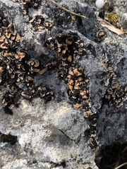 Psora pseudorussellii