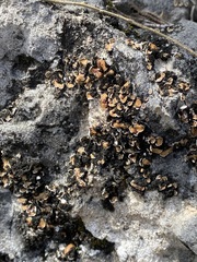 Psora pseudorussellii