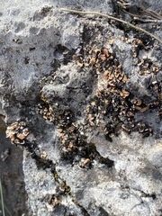 Psora pseudorussellii