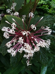 Clerodendrum quadriloculare