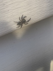 Platycryptus