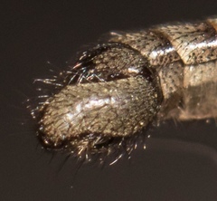 Lasiopogon