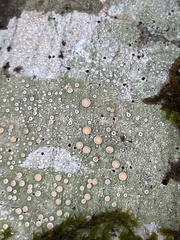 Lecanora caesiorubella