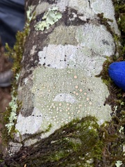 Lecanora caesiorubella