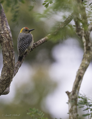 Melanerpes hoffmannii