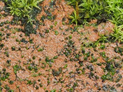 Endocarpon petrolepideum