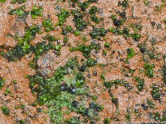 Endocarpon petrolepideum