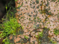 Endocarpon petrolepideum