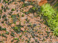 Endocarpon petrolepideum