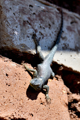 Sceloporus