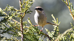 Oriturus superciliosus