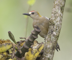Melanerpes hoffmannii