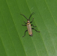 Chauliognathus flavipennis