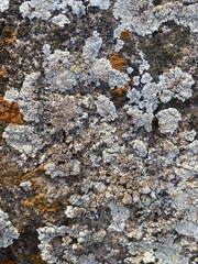 Protoparmeliopsis muralis