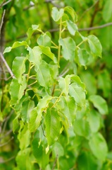 Prunus ilicifolia