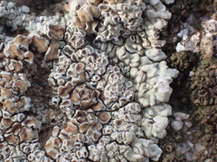 Protoparmeliopsis muralis