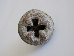 Eucalyptus megacarpa