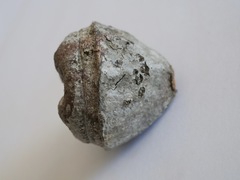 Eucalyptus megacarpa