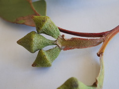 Eucalyptus megacarpa