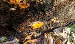 Dictydiaethalium plumbeum