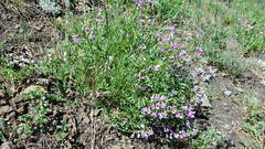 Astragalus bourgovii
