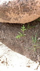 Oncosiphon pilulifer