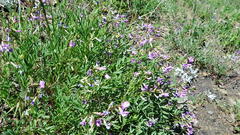 Astragalus bourgovii