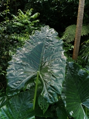 Alocasia macrorrhizos