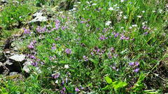 Astragalus bourgovii