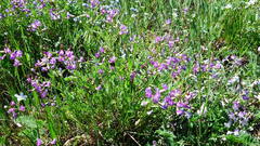Astragalus bourgovii