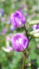 Astragalus bourgovii
