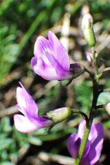 Astragalus bourgovii