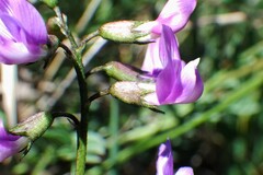 Astragalus bourgovii