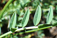 Astragalus bourgovii