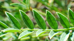 Astragalus bourgovii