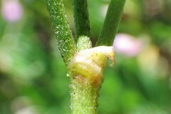 Astragalus bourgovii