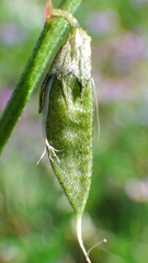Astragalus bourgovii