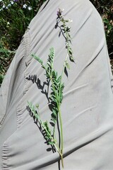 Astragalus bourgovii