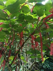 Acalypha hispida