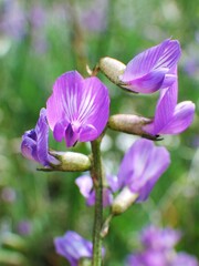 Astragalus bourgovii