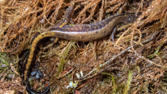 Plethodon dunni