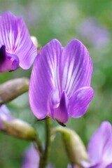 Astragalus bourgovii