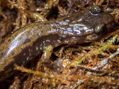 Plethodon dunni