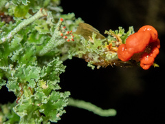 Cladonia bellidiflora