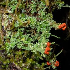 Cladonia bellidiflora