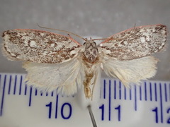 Euchaetis metallota