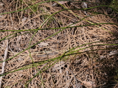 Thysanotus pseudojunceus