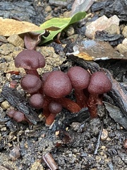 Tubaria punicea